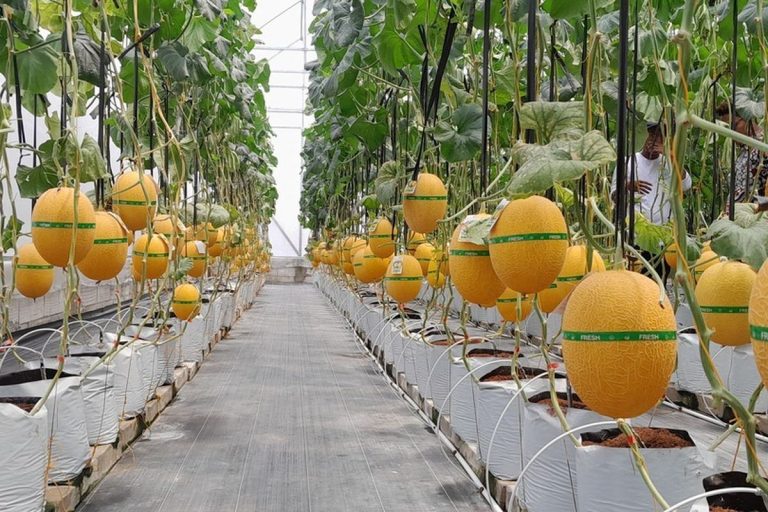 Petani Milenial Yogyakarta Panen Melon Premium Berkat Greenhouse dan Fertigasi